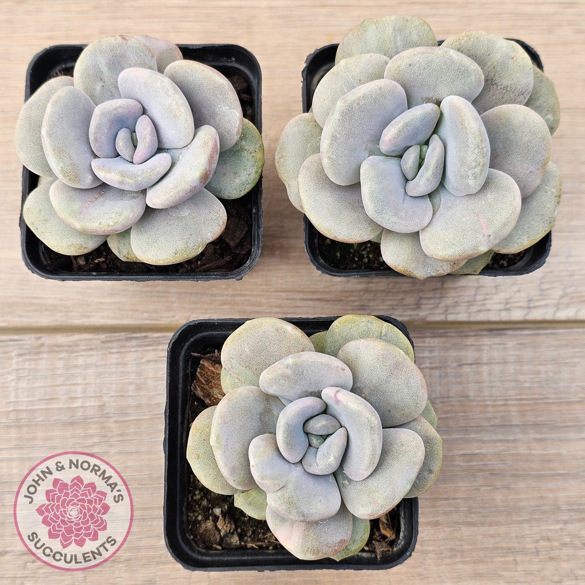 Graptoveria 'Margaret Rose' Monstrose
