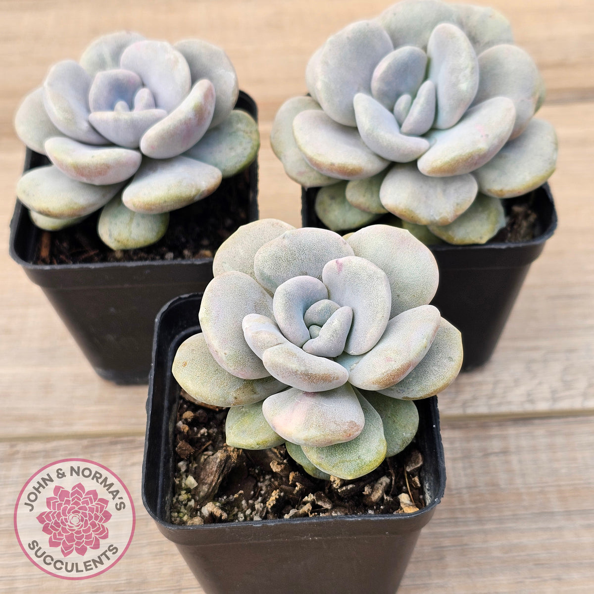 Graptoveria 'Margaret Rose' Monstrose