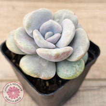 Load image into Gallery viewer, Graptoveria 'Margaret Rose' Monstrose
