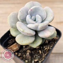 Load image into Gallery viewer, Graptoveria 'Margaret Rose' Monstrose