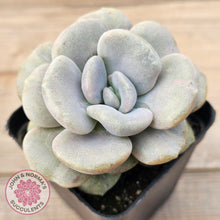 Load image into Gallery viewer, Graptoveria 'Margaret Rose' Monstrose