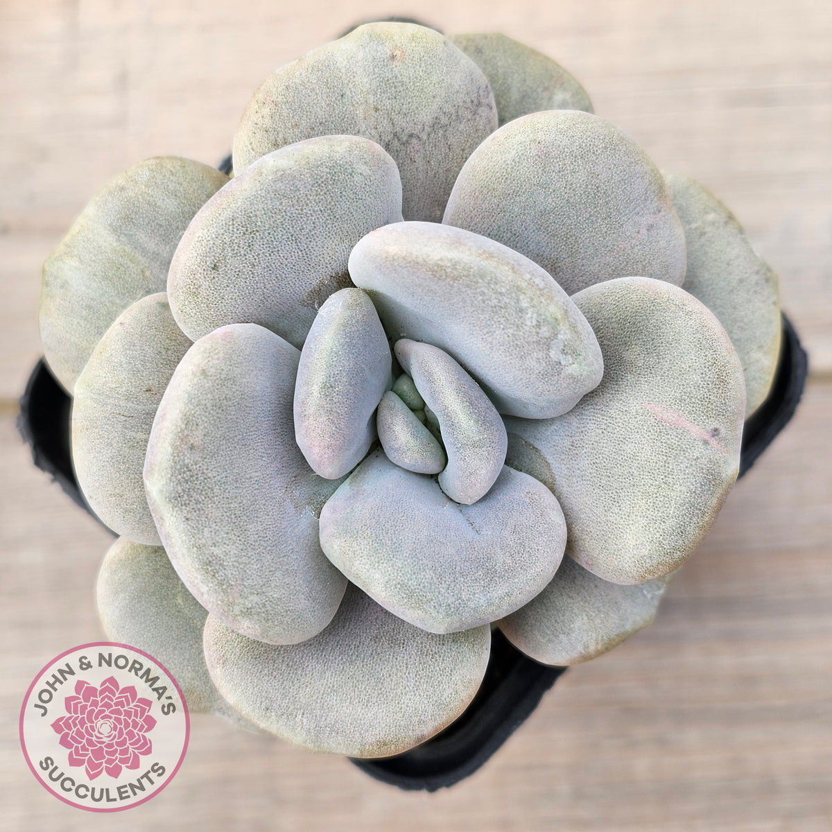 Graptoveria 'Margaret Rose' Monstrose