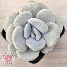 Load image into Gallery viewer, Graptoveria 'Margaret Rose' Monstrose