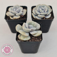 Load image into Gallery viewer, Graptoveria 'Margaret Rose' Monstrose - John & Norma's Succulents Australia