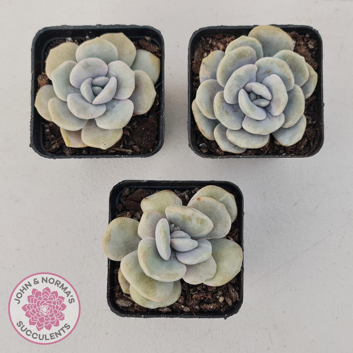Graptoveria 'Margaret Rose' Monstrose
