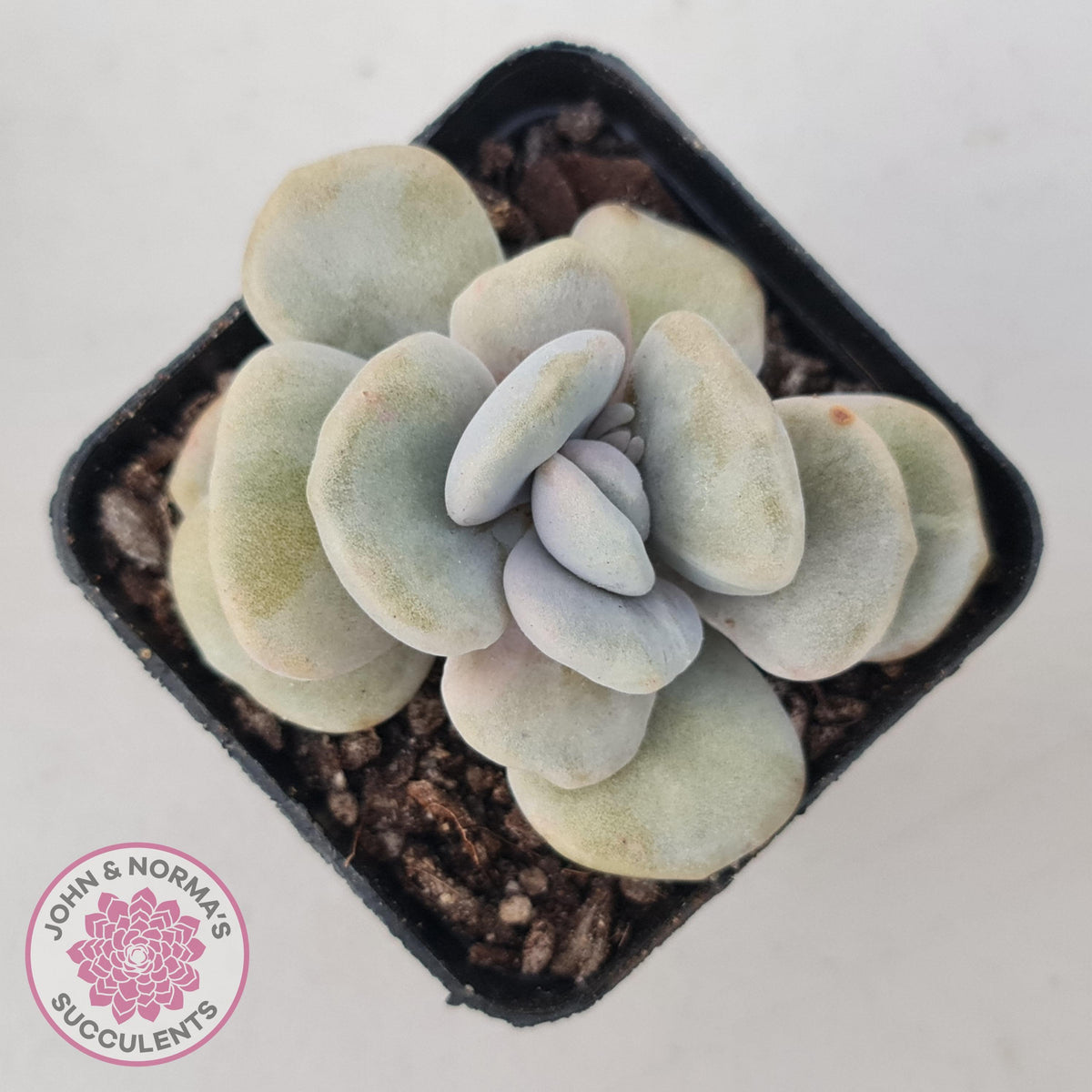 Graptoveria 'Margaret Rose' Monstrose