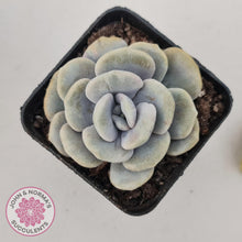 Load image into Gallery viewer, Graptoveria 'Margaret Rose' Monstrose - John & Norma's Succulents Australia