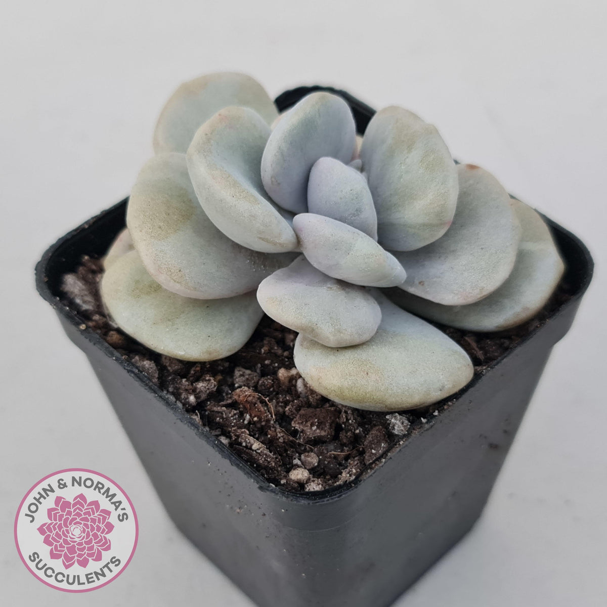 Graptoveria 'Margaret Rose' Monstrose