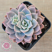 Load image into Gallery viewer, Graptoveria Milky Way