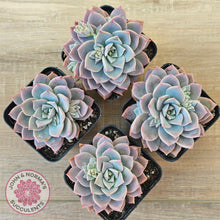 Load image into Gallery viewer, Graptoveria Milky Way