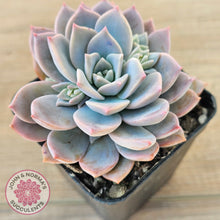 Load image into Gallery viewer, Graptoveria Milky Way