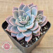 Load image into Gallery viewer, Graptoveria Milky Way