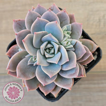 Load image into Gallery viewer, Graptoveria Milky Way