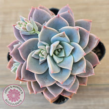 Load image into Gallery viewer, Graptoveria Milky Way