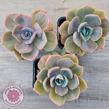 Load image into Gallery viewer, Graptoveria 'Mrs Richards'