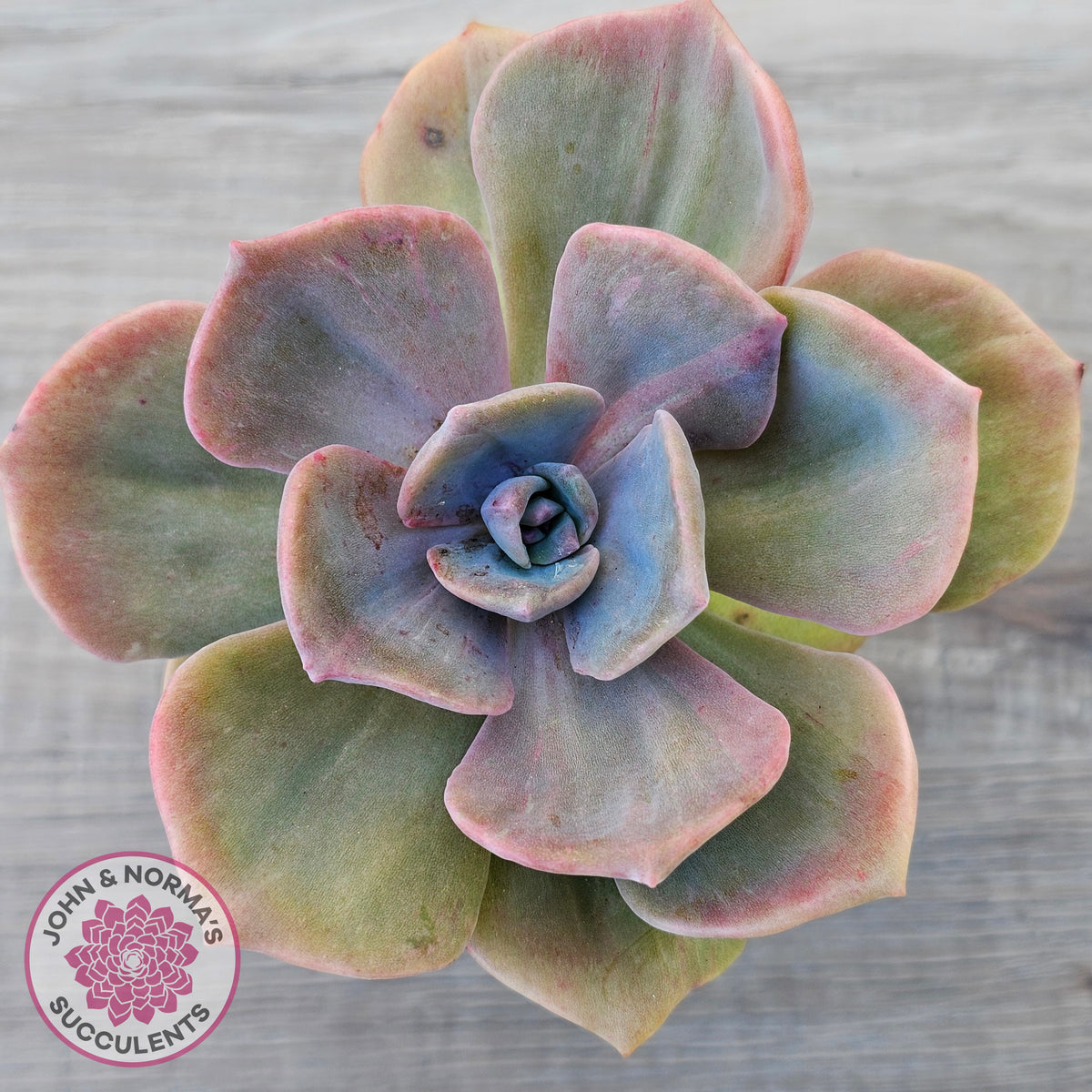 Graptoveria 'Mrs Richards'