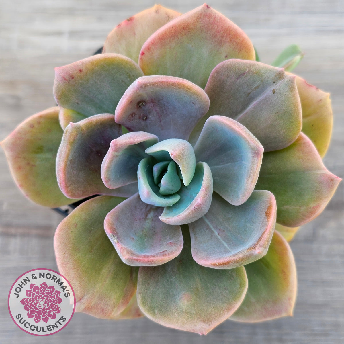 Graptoveria 'Mrs Richards'