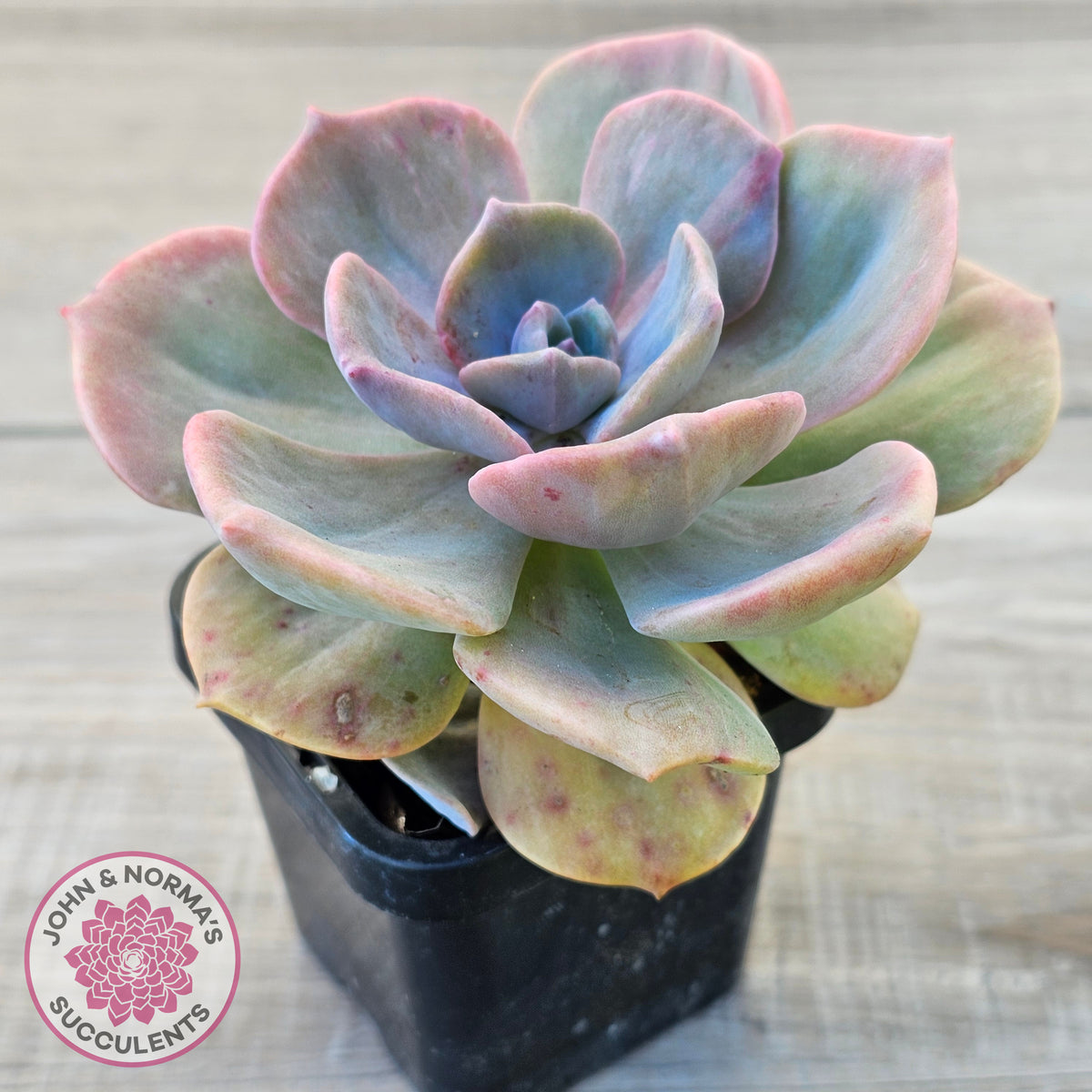 Graptoveria 'Mrs Richards'