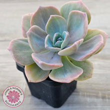 Load image into Gallery viewer, Graptoveria 'Mrs Richards'
