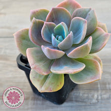 Load image into Gallery viewer, Graptoveria 'Mrs Richards'