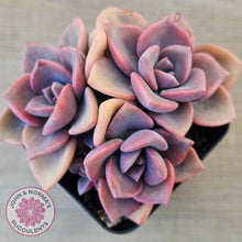 Load image into Gallery viewer, Graptoveria 'Mrs Richards'