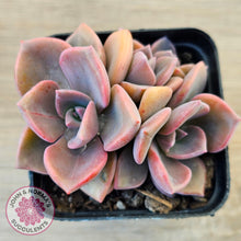 Load image into Gallery viewer, Graptoveria 'Mrs Richards'