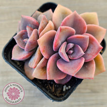 Load image into Gallery viewer, Graptoveria 'Mrs Richards'