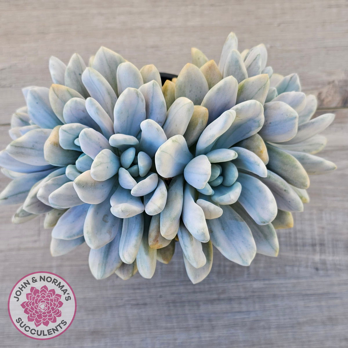 Graptoveria 'Opalina Silk' Variegata Crest (Same Plant)