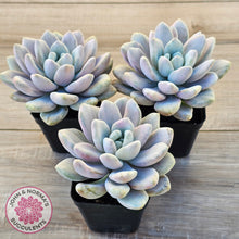 Load image into Gallery viewer, Graptoveria 'Opalina Silk' Variegata
