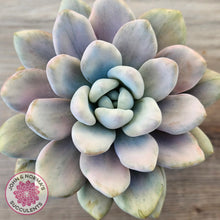 Load image into Gallery viewer, Graptoveria 'Opalina Silk' Variegata