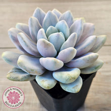 Load image into Gallery viewer, Graptoveria 'Opalina Silk' Variegata