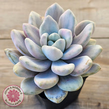 Load image into Gallery viewer, Graptoveria 'Opalina Silk' Variegata