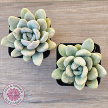 Load image into Gallery viewer, Graptoveria 'Opalina Silk' Variegata