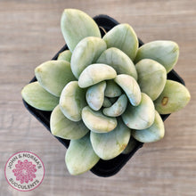 Load image into Gallery viewer, Graptoveria 'Opalina Silk' Variegata