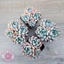 Load image into Gallery viewer, Graptoveria 'Orange Sherbert' - PKJ