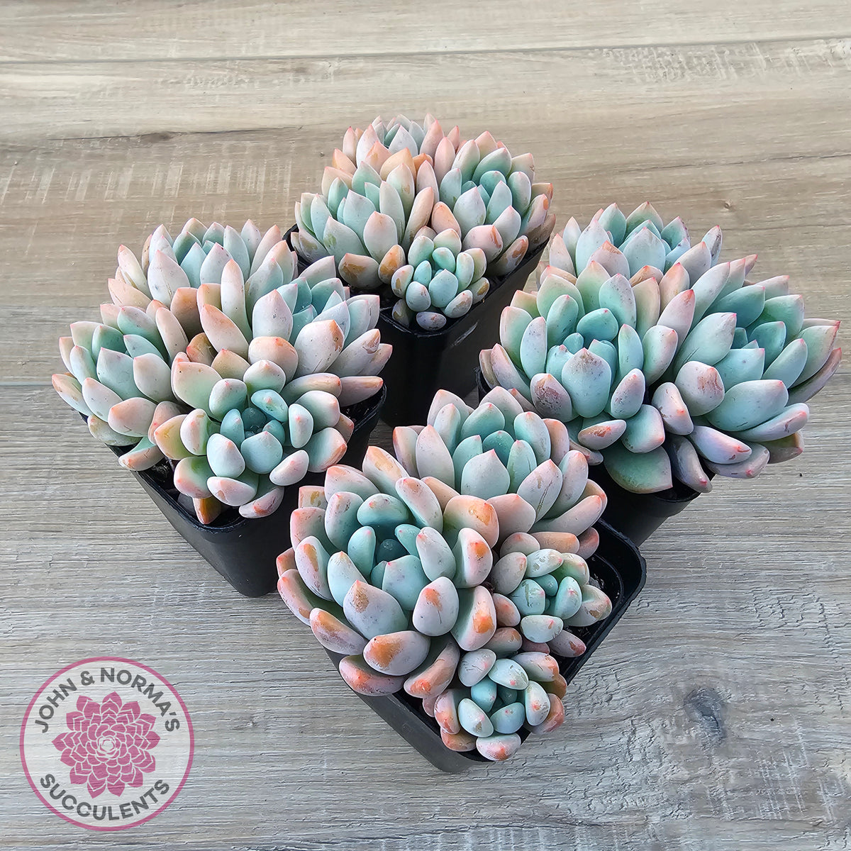 Graptoveria 'Orange Sherbert' - PKJ