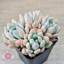 Load image into Gallery viewer, Graptoveria 'Orange Sherbert' - PKJ