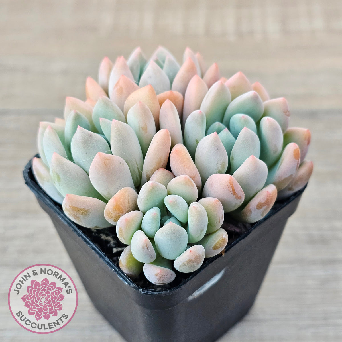 Graptoveria 'Orange Sherbert' - PKJ