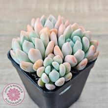 Load image into Gallery viewer, Graptoveria 'Orange Sherbert' - PKJ