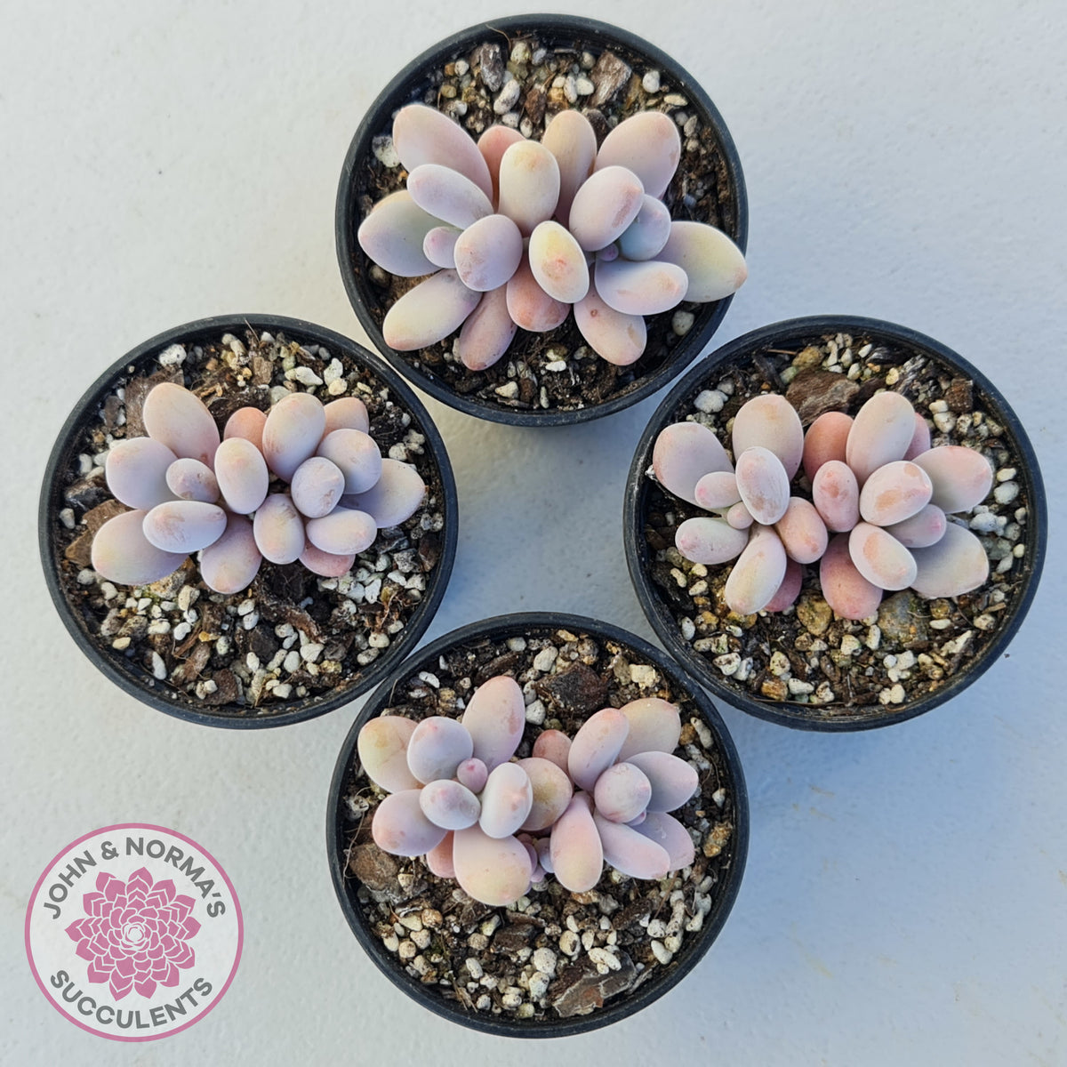 Pachyphytum 'Orange Snow Ball'