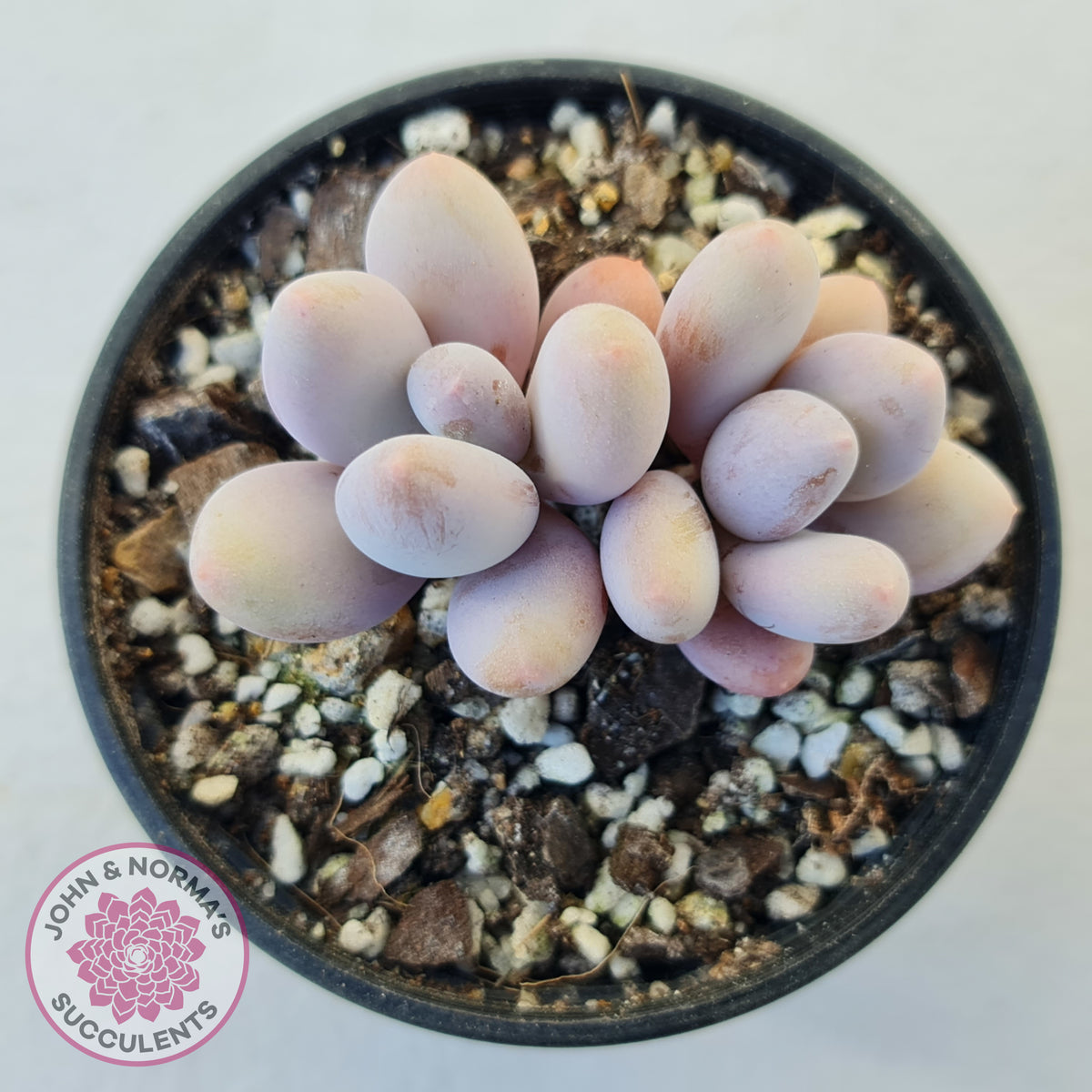 Pachyphytum 'Orange Snow Ball'