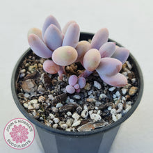 Load image into Gallery viewer, Pachyphytum 'Orange Snow Ball'