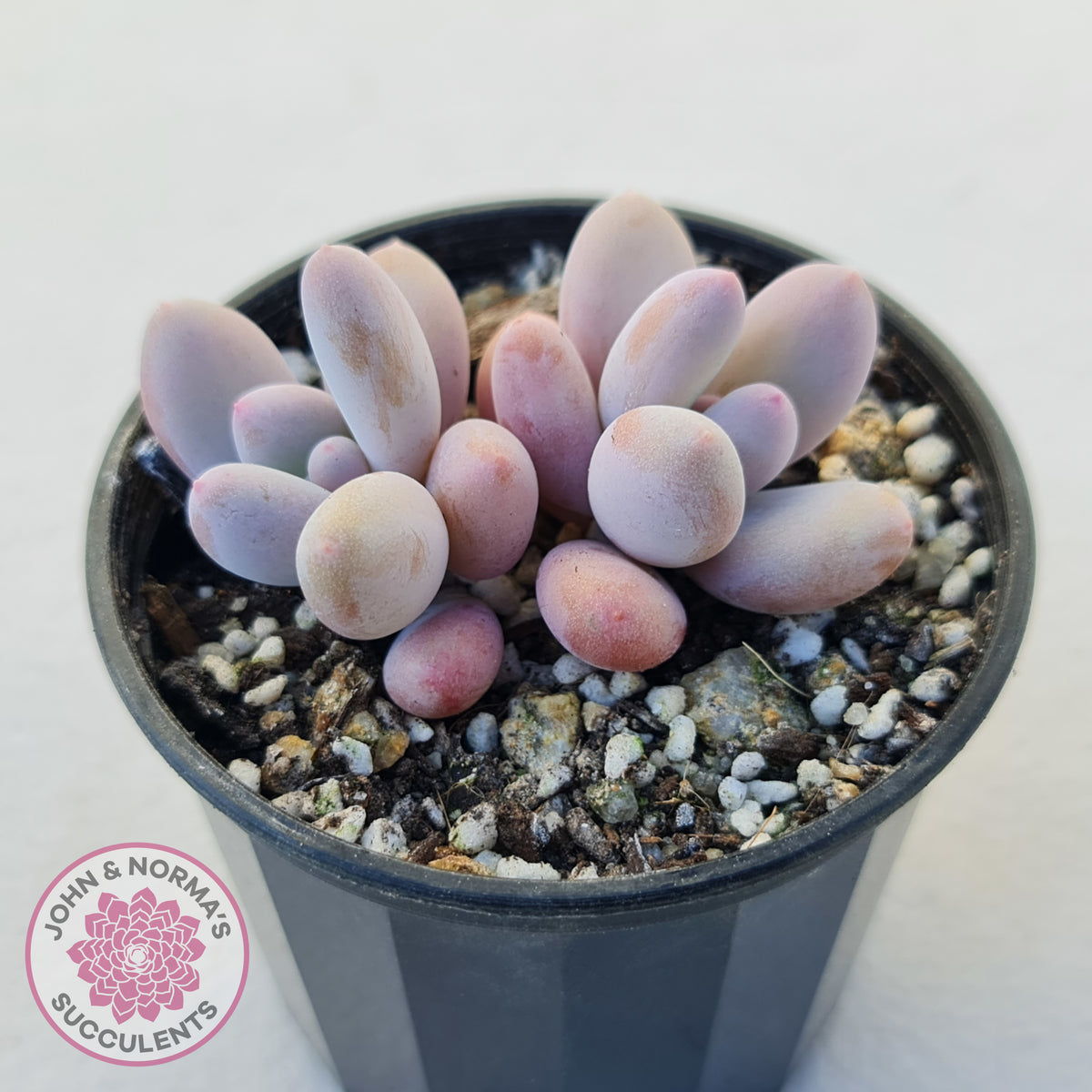 Pachyphytum 'Orange Snow Ball'
