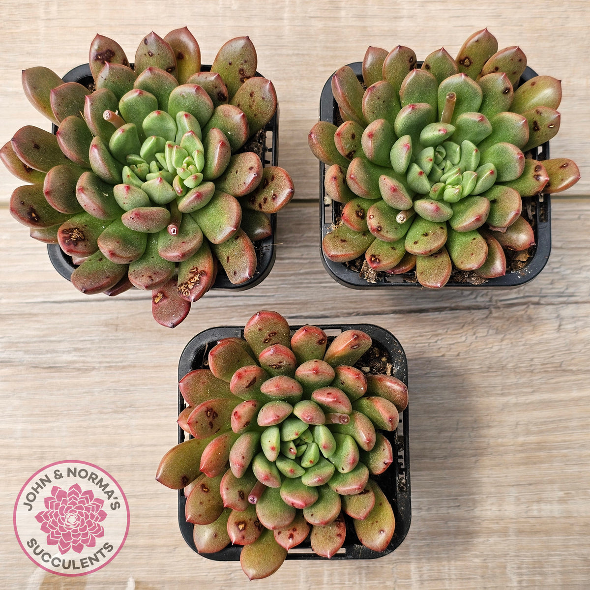 Graptoveria Pink Ruby