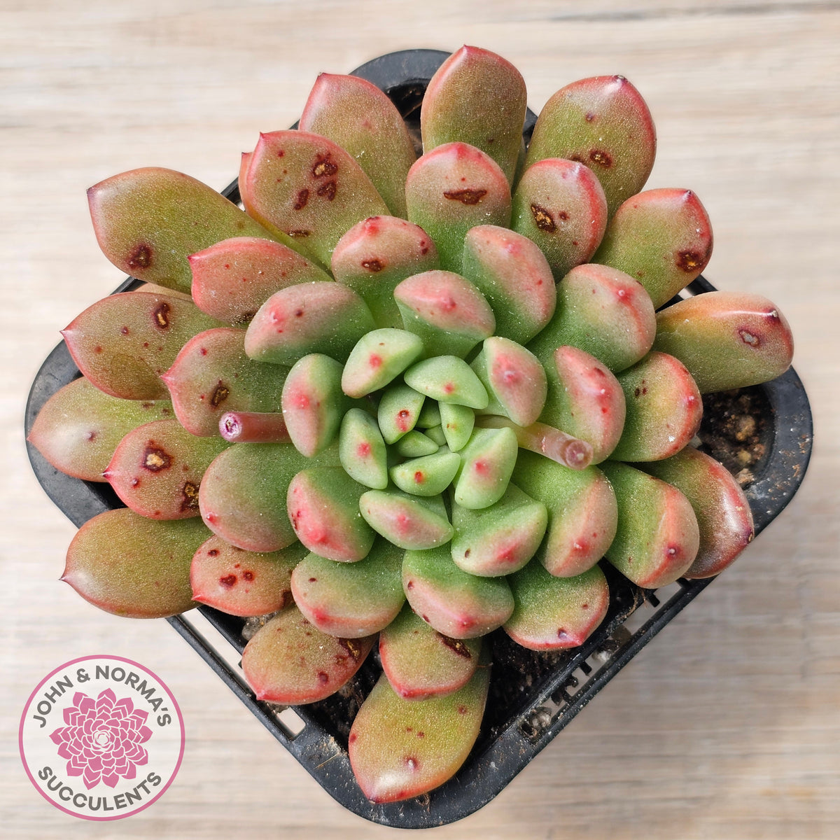 Graptoveria Pink Ruby