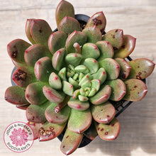 Load image into Gallery viewer, Graptoveria Pink Ruby