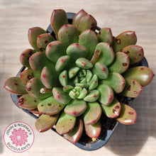 Load image into Gallery viewer, Graptoveria Pink Ruby