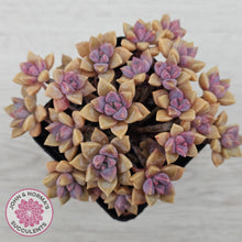 Load image into Gallery viewer, Graptoveria Rose Queen - Small form