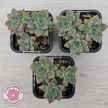 Load image into Gallery viewer, Graptoveria Rose Queen - Small form