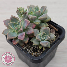 Load image into Gallery viewer, Graptoveria Rose Queen - Small form